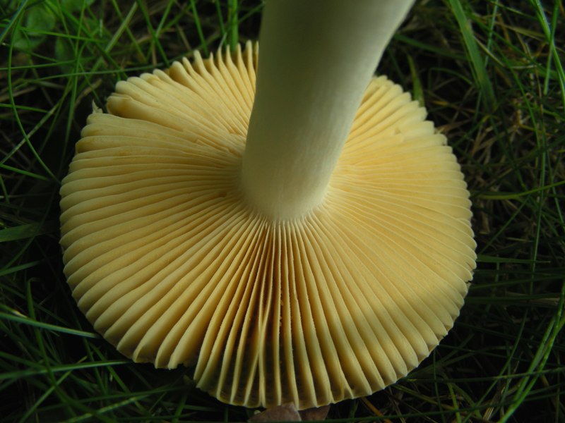 Russula nauseosa