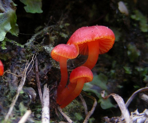 Escursione in Panarotta...con Russula