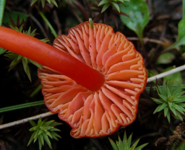 Escursione in Panarotta...con Russula