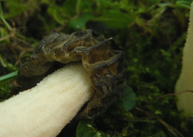 altro giro cittadino