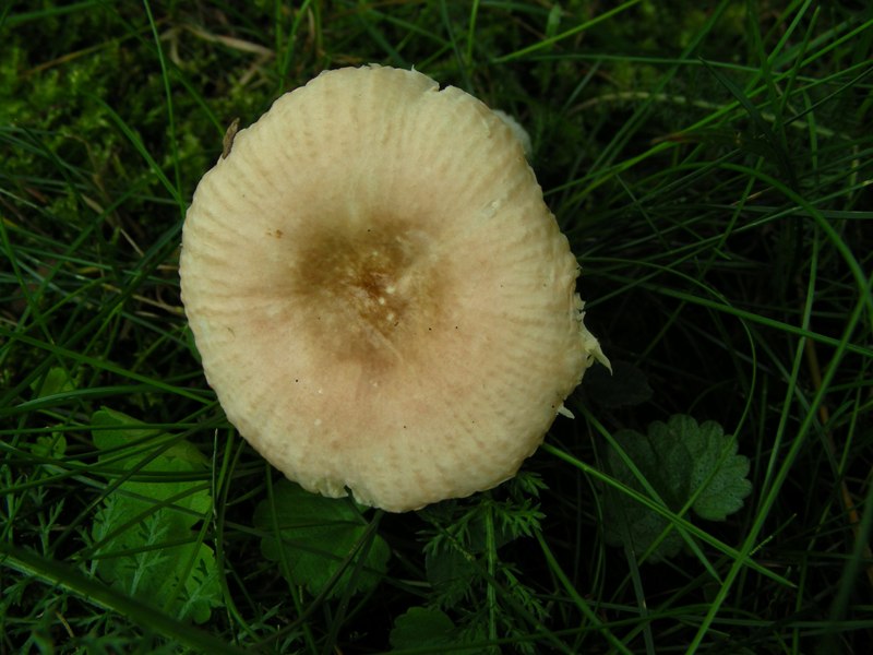 Russula nauseosa