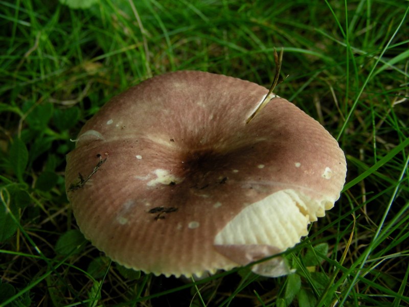 Russula nauseosa