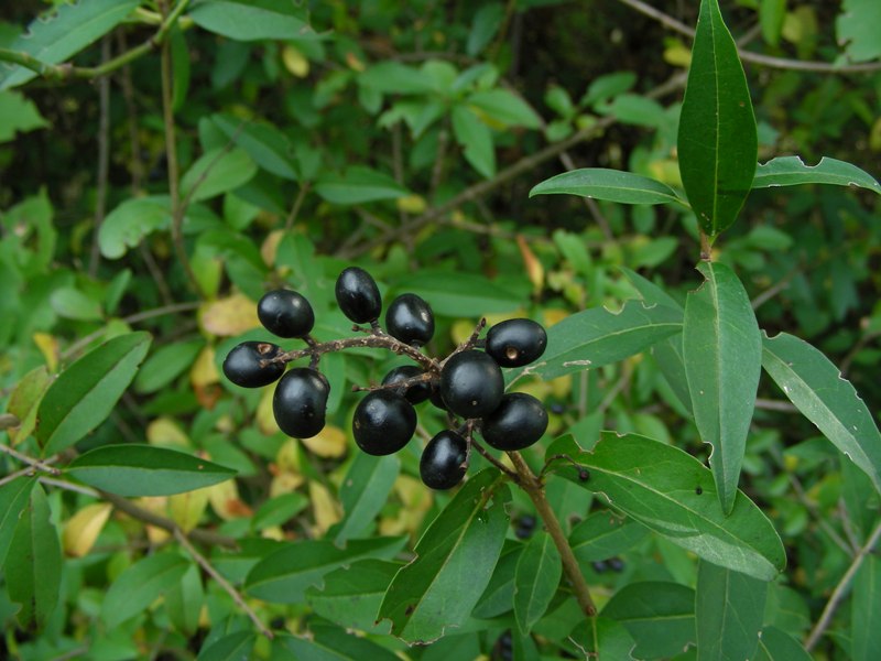 Ligustrum vulgare / Ligustro