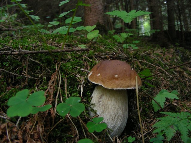 Escursione in Panarotta...con Russula