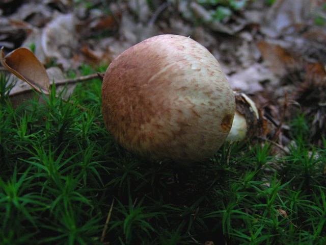Agaricus