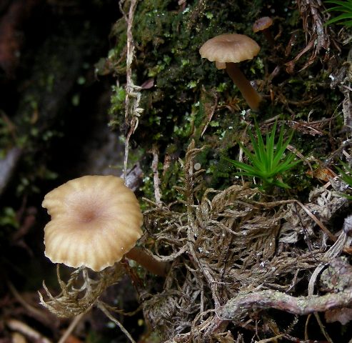Funghi in quota, montagne del Lagorai (gruppo del Rava)