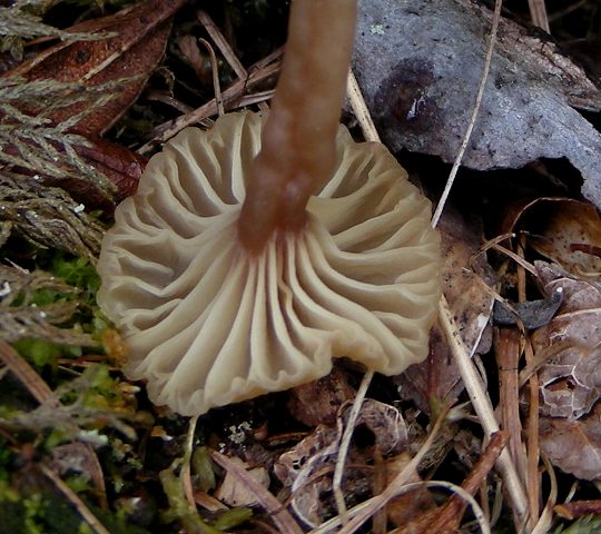 Funghi in quota, montagne del Lagorai (gruppo del Rava)