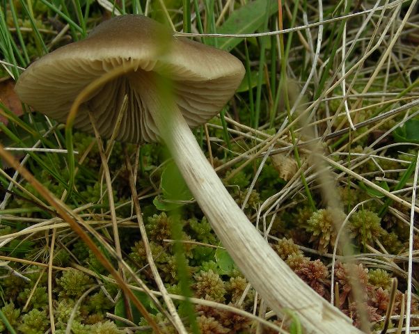 Funghi in quota, montagne del Lagorai (gruppo del Rava)