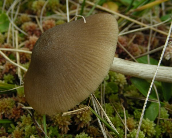 Funghi in quota, montagne del Lagorai (gruppo del Rava)