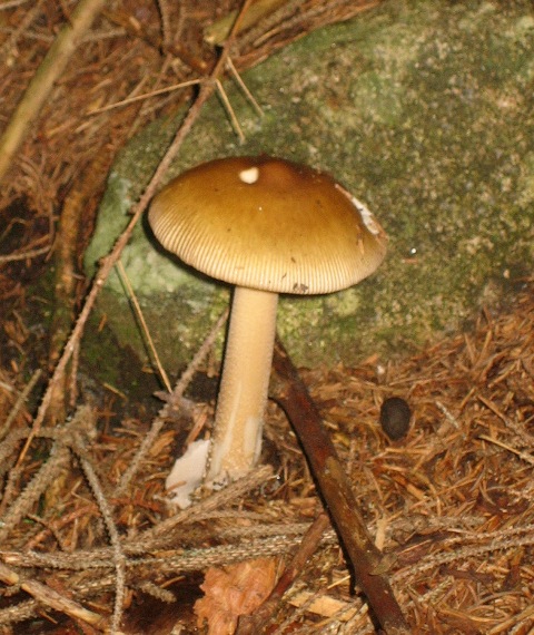 Amanita submembranacea