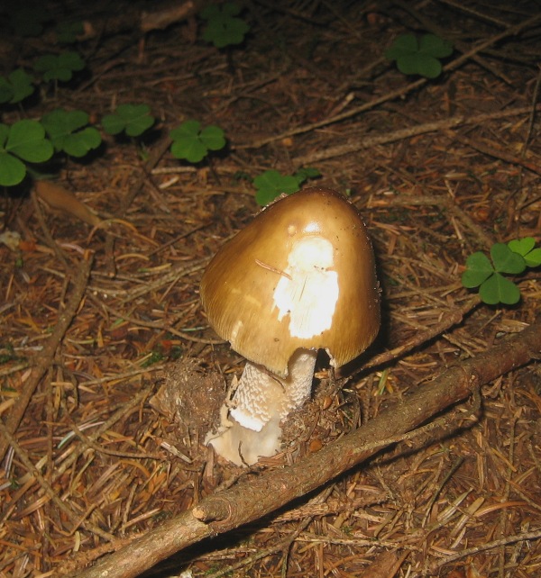 Amanita submembranacea