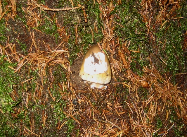Amanita sp - Val di Cembra 1....