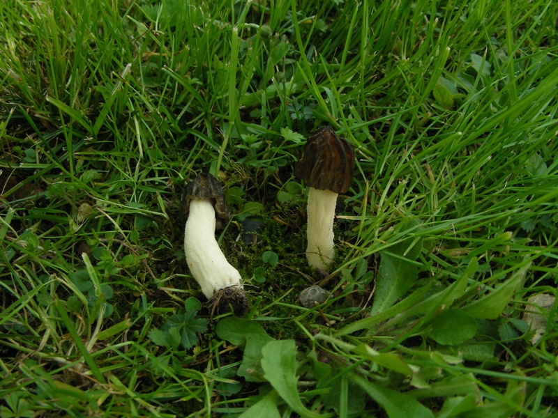 altro giro cittadino