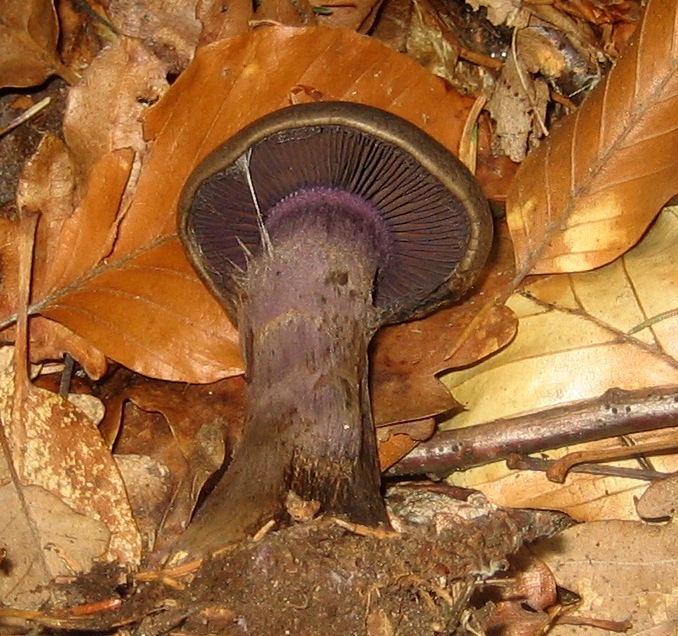 Cortinarius violaceus