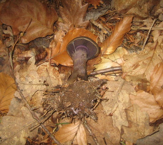 Cortinarius violaceus