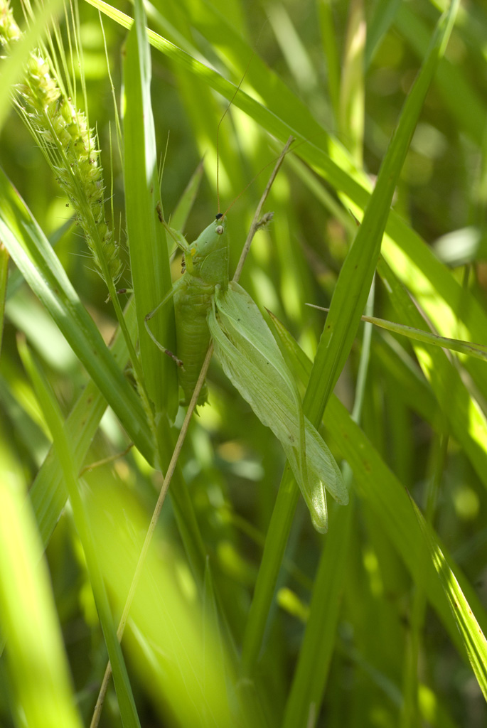 Ruspolia nitidula (Conocephalidae)