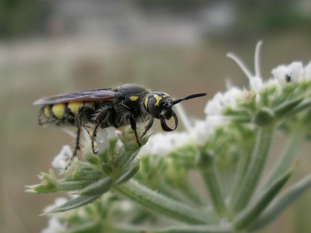 Colpa sexmaculata (Scoliidae)