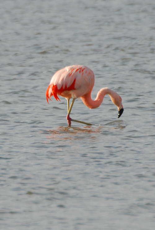 Fenicotteri diversi a Orbetello