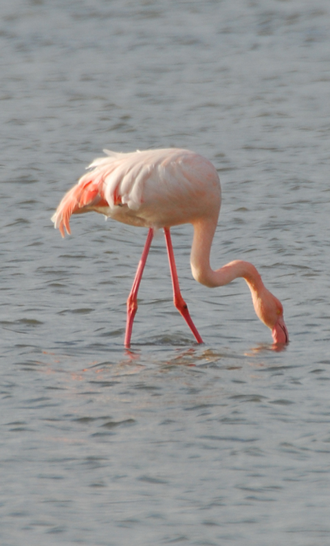 Fenicotteri diversi a Orbetello