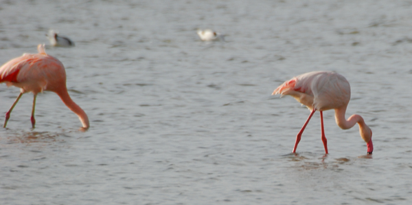 Fenicotteri diversi a Orbetello