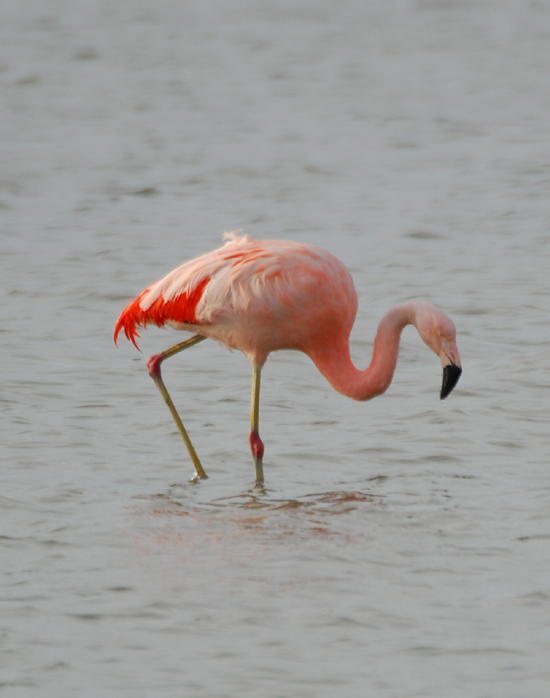 Fenicotteri diversi a Orbetello