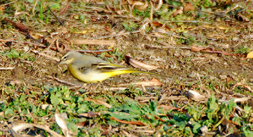 Piccoli uccellini a Orbetello