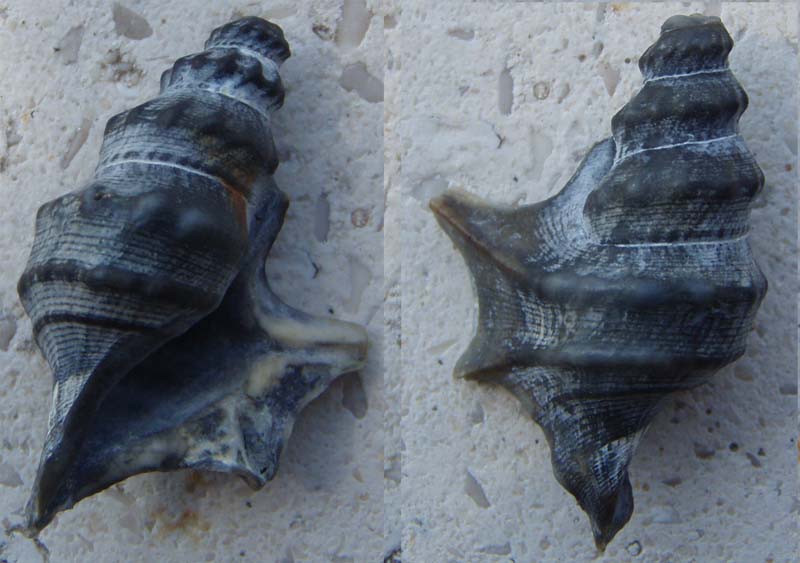 Aporrhais pespelecani e Hexaplex trunculus