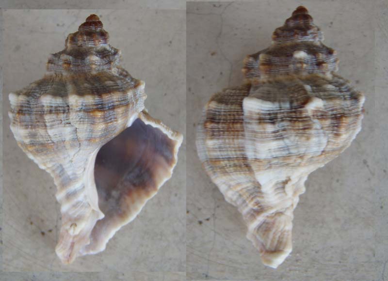 Aporrhais pespelecani e Hexaplex trunculus