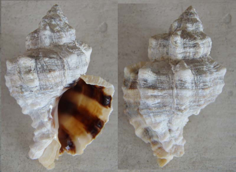 Aporrhais pespelecani e Hexaplex trunculus