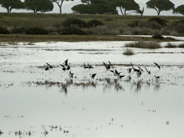 Parco dell''Uccellina - Torre di Collelungo