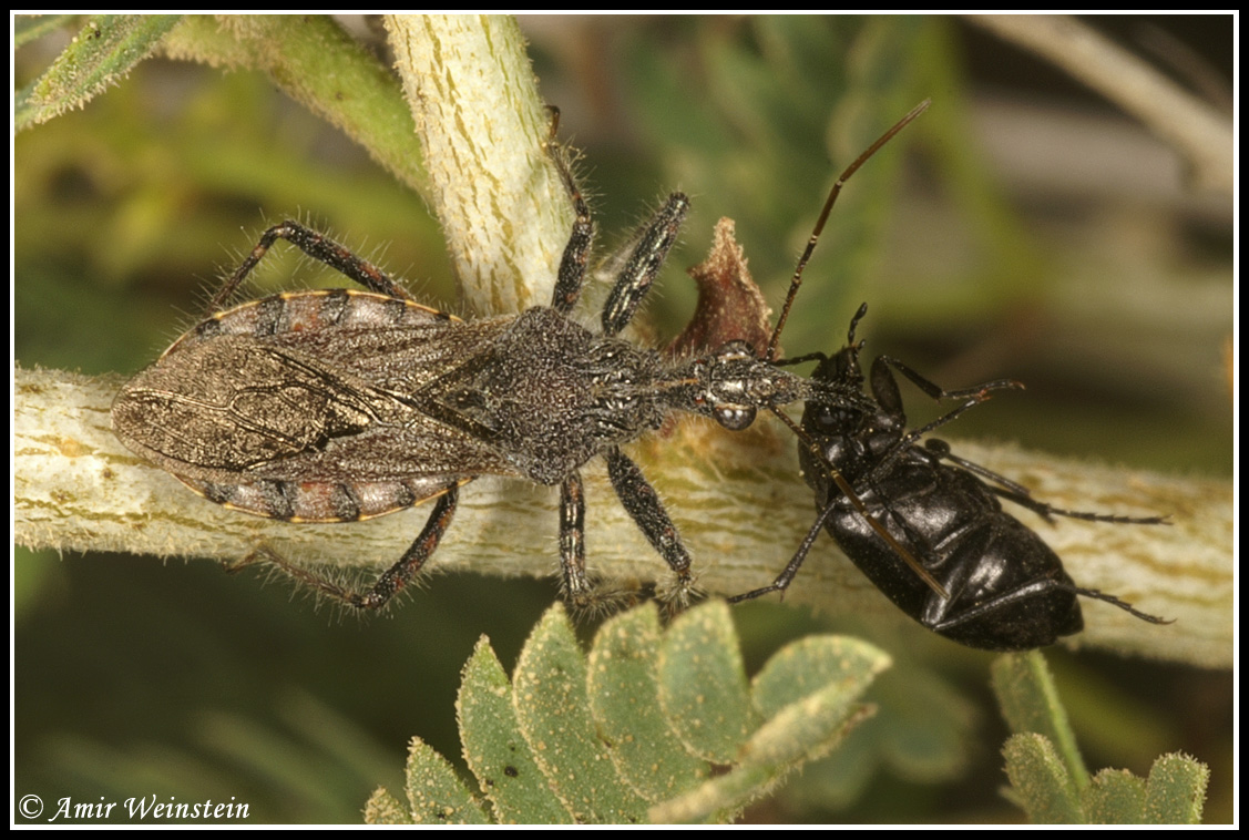 Heteroptera d''Israele: genere Coranus