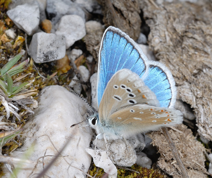 Farfalle a Campo Imperatore