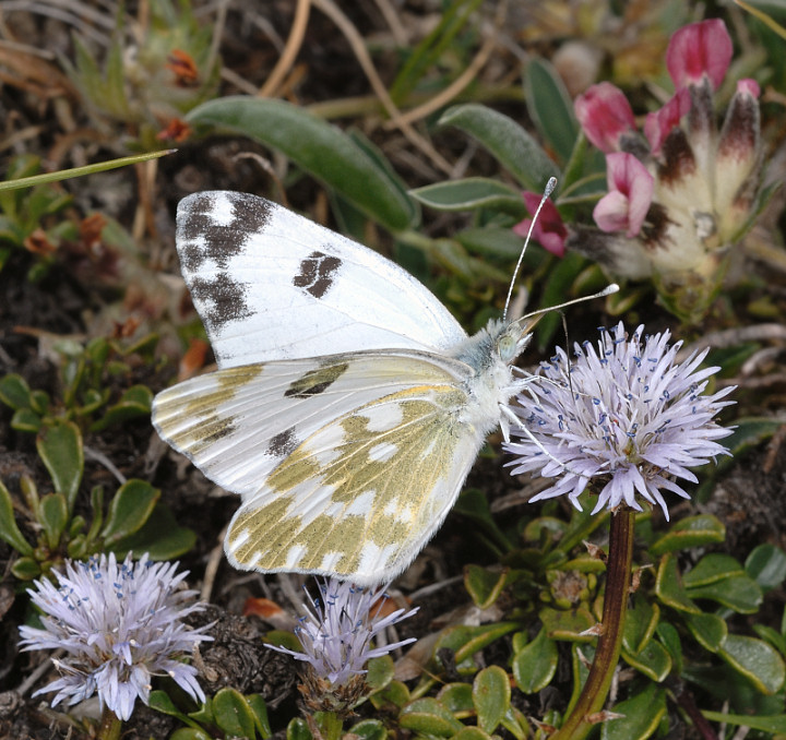 Farfalle a Campo Imperatore