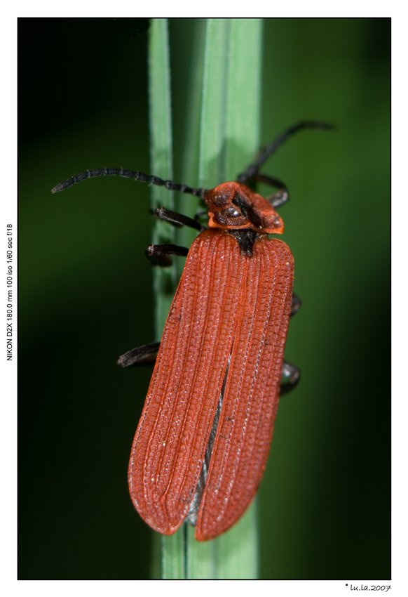 Un Lycidae: ma come si chiama?