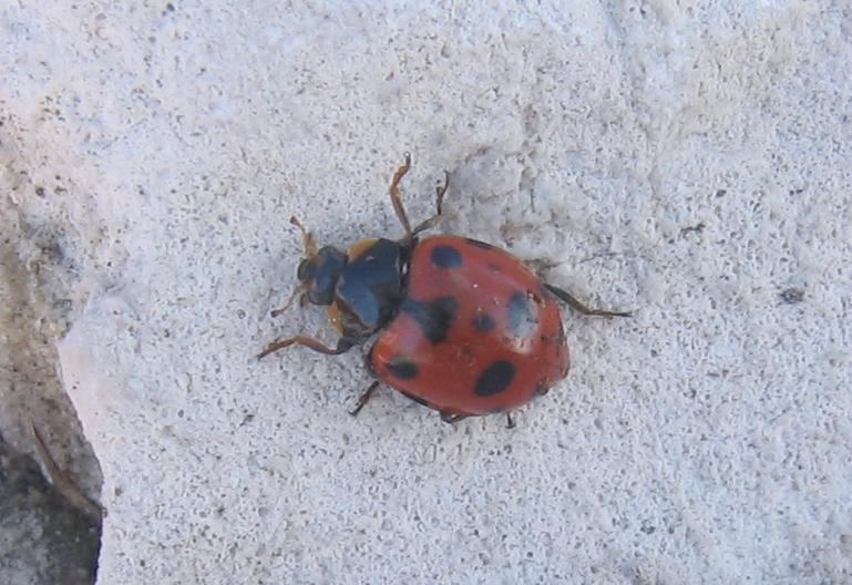 Strano coccinellide in vetta al Monte Cucco (PG)