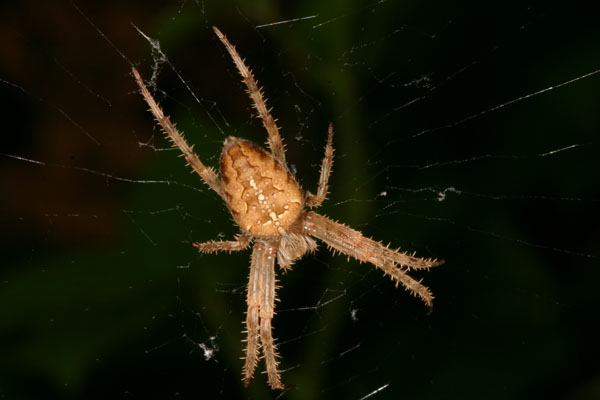 Araneus diadematus