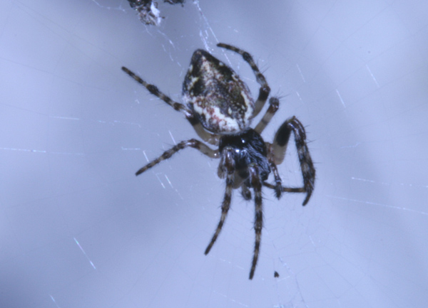 Cyclosa sp.