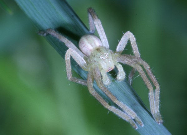 Micrommata sp.