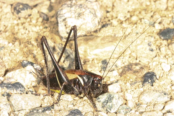 Sembra un grillo: Pholidoptera aptera