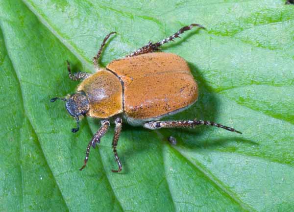 Hoplia argentea del Canavese