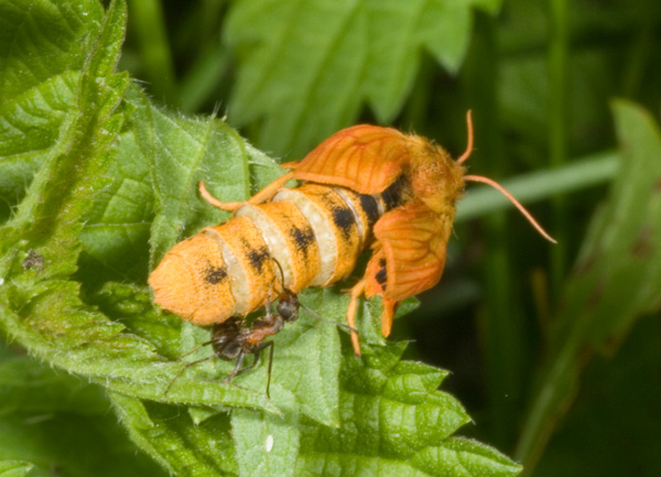 Diacrisia sannio