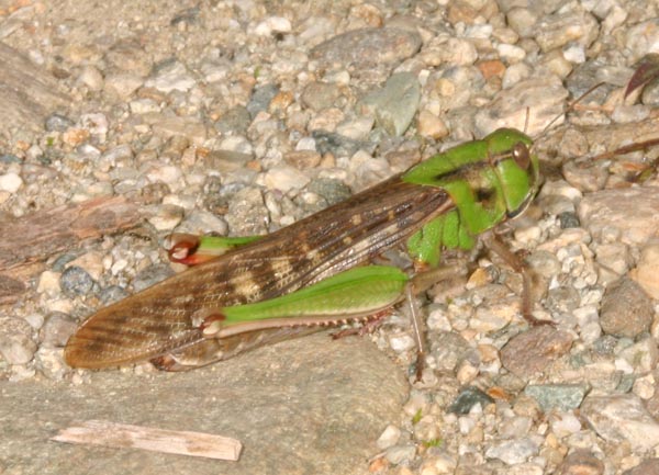 Locusta migratoria cinerascens