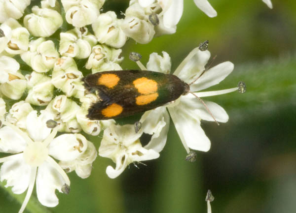 farfallina