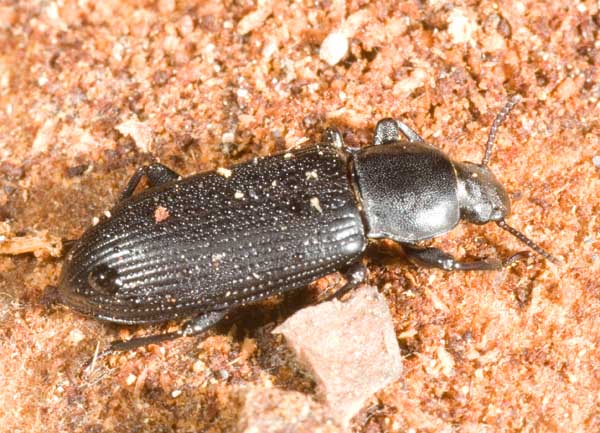 identificazione coleottero