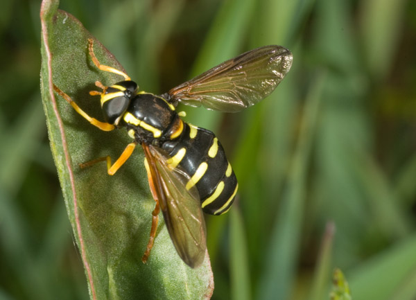 Xanthogramma pedissequum.