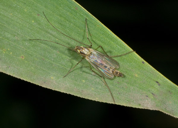 chironomidae?