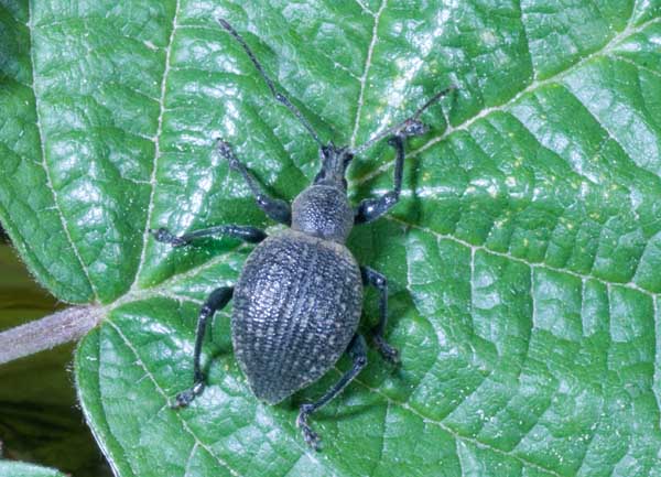 identificazione curculionidae