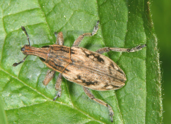 curculionidae: Mecaspis alternans