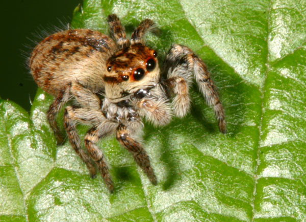 salticidae