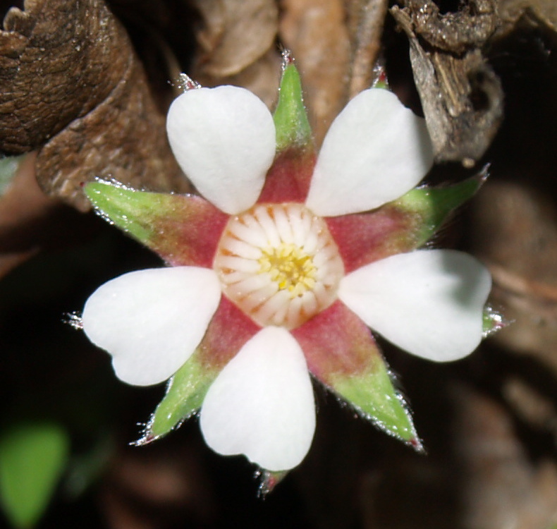 Potentilla micrantha / Cinquefoglia fragola-secca